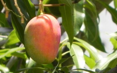 Productos con Sabor a Málaga