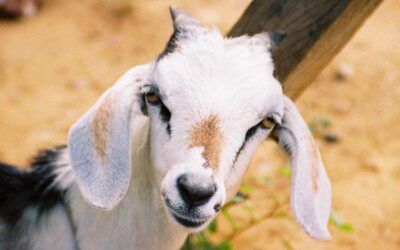 Cabrito, chivo o choto: tres nombres para las crías de la cabra